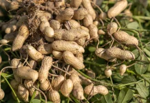 eanut: The Indonesian Legume Studied for Brain Nutrition and Healthy Fats