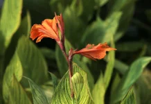 Ganyong: Forgotten Indonesian Superfood for Gut Health
