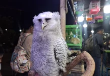 5 Fun Facts About Owls: Incredible Raptors of the Night