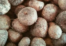 Porang: The Indonesian Super Tuber for Weight Loss