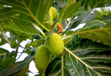 Breadfruit: The Tropical Staple Crop of the Future