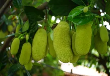 Jackfruit: Tropical Superfood for Fiber & Health