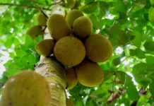 Cempedak: Tropical Fruit with Powerful Bioactive Compounds