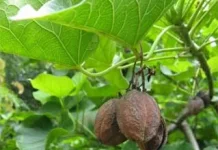 Kluwek: The Fermented Indonesian Spice Studied for Natural Bioactive Compounds