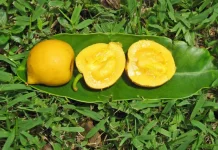 Garcinia Xanthochymus: The Wild Garcinia Fruit Studied for Natural Compounds