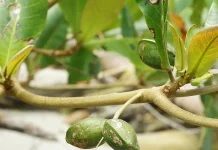 Terminalia Catappa: Benefits for Healthy Oils, Hair & Skin