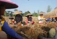 Indonesia’s Rich Plant Diversity Shapes Traditional Medicine