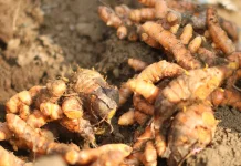 Indonesia’s Yellow Rhizomes Shape Traditional Jamu Culture
