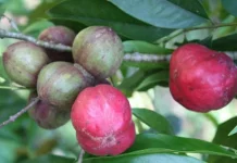 Mahkota Dewa: Indonesia’s Herbal Fruit for Cell Health