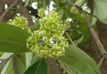 Alstonia Scholaris: The Tropical Medicinal Tree Studied for Bioactive Alkaloids