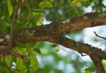 Gaharu: Indonesian Agarwood Valued for Aromatherapy and Natural Fragrance