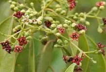 Sandalwood: The Ancient Fragrant Tree Studied for Sensitive Skin Care & Relaxation