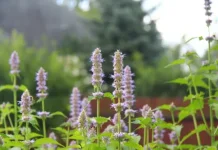 Patchouli: Indonesian Nilam Oil Becomes a Global Fragrance Ingredient