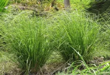 Vetiver: The Deep-Rooted Plant Studied for Stress Relief and Aromatherapy