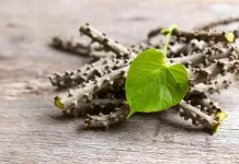 Tinospora Crispa: Indonesian Brotowali Studied for Blood Sugar Balance