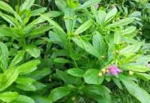 Javanese Ginseng: Talinum Paniculatum Studied for Nutrition & Vitality Support