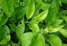The “Longevity Spinach” Studied for Cardiovascular Wellness & Blood Sugar Balance