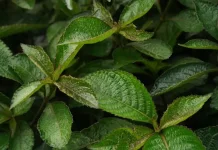 Indonesian Keji Beling Studied for Urinary Health and Herbal Applications