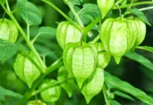 Ciplukan: The Golden Berry Plant Studied for Immune Support and Natural Compounds