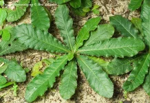 “Tapak Liman” Herb Studied for Inflammation Control and Natural Medicine