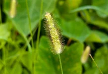 Alang-alang: Grass Studied for Urinary Health and Herbal Cooling Remedies