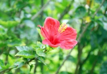 Hibiscus: Tropical Flower Studied for Hair Care, Skin Protection & Botanical Beauty