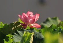 Lotus: Sacred Flower Studied for Skin Aging, Stress Balance, & Nutritional Wellness