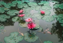 Tropical Water Lily Studied for Traditional Healing and Natural Bioactive