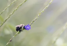 Pecut Kuda: Tropical Verbena Studied for Traditional Inflammation & Antioxidant