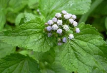 Bandotan: Common Weed Studied for Wound Care & Antimicrobial Activity Innovation