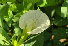 White Butterfly Pea: The New Trend in Functional Beverages