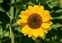 Sunflower Oil: Key Benefits for Health, Diet, and Skincare