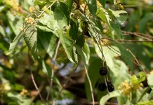Guazuma Ulmifolia: Jati Belanda Studied for Digestive Support & Metabolic Health