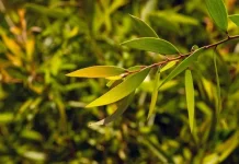 Cajuput Oil: The Natural Essential Oil for Respiratory Relief