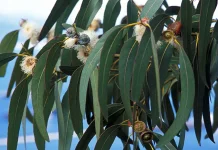 Eucalyptus Oil: Science-Backed Benefits for Clearer Airways
