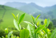 Green Tea: How It Boosts Metabolism and Promotes Healthy Aging