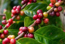 Indonesian Arabica Coffee: Benefits for Focus & Healthy Aging