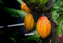 How Cocoa Boosts Your Mood and Heart Health
