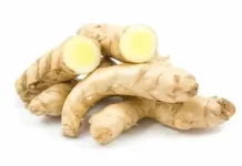 Indonesian White Turmeric in Jamu and Digestion