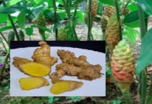 Bengle Rhizome: Traditional Herbal Care & Modern Science