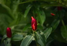 Lempuyang Root: Studied for Digestive Comfort and Inflammation Control