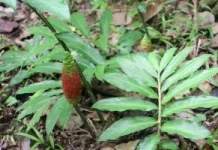 Lempuyang Wangi: Essential Oil & Herbal Remedies