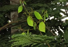 Secang Wood Studied for Natural Red Pigments