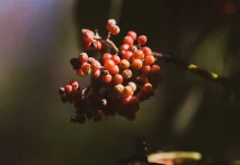 Andaliman: The Indonesian “Batak Pepper” for Digestion & Culinary Medicine