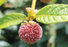 Gambir Studied for Oral Care and Natural Antioxidants