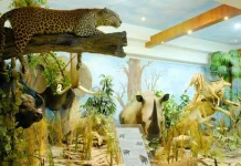 Rahmat International Wildlife Museum & Gallery Features Taxidermy Specimens