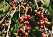 Celebrate International Coffee Day, 5 Indonesian Coffee Plantations to Visit