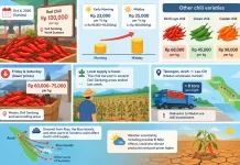 Chili Prices Rebound to 100,000 Rupiah