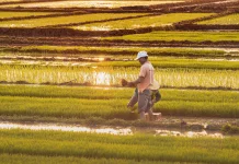 CIPS: Rice Price Hikes Require More Flexible Supply