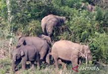Five Wild Elephants to Be Relocated in South OKU to Prevent Conflict